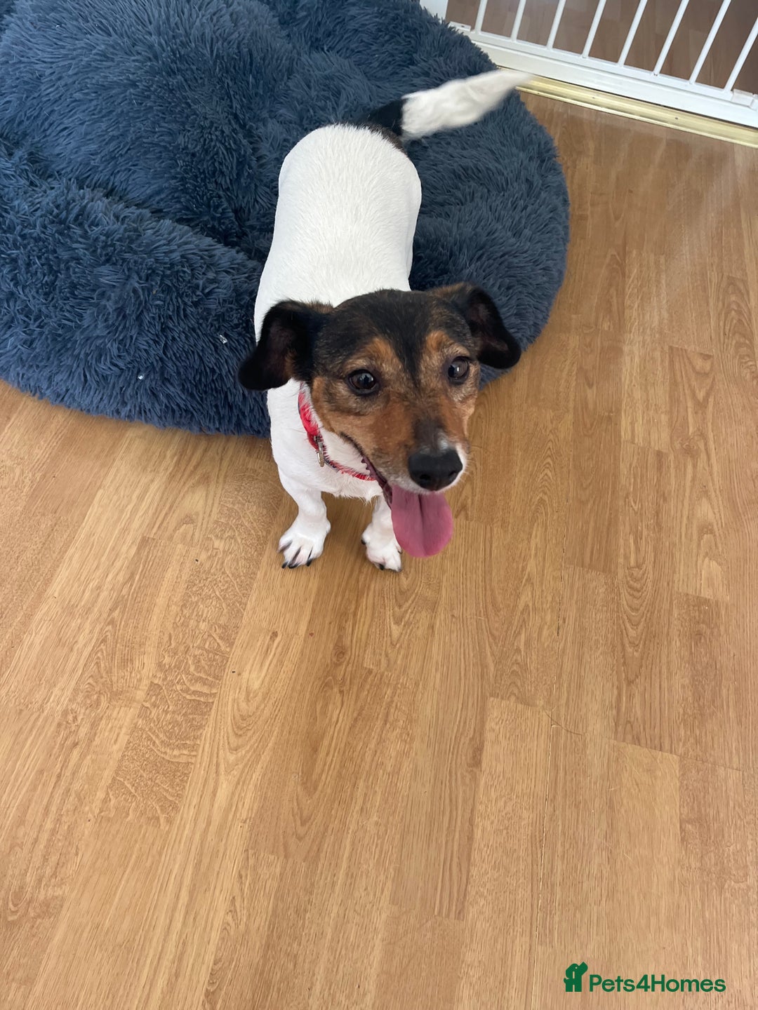 Jack Russell dogs for sale: Loving home wanted  - Image 1