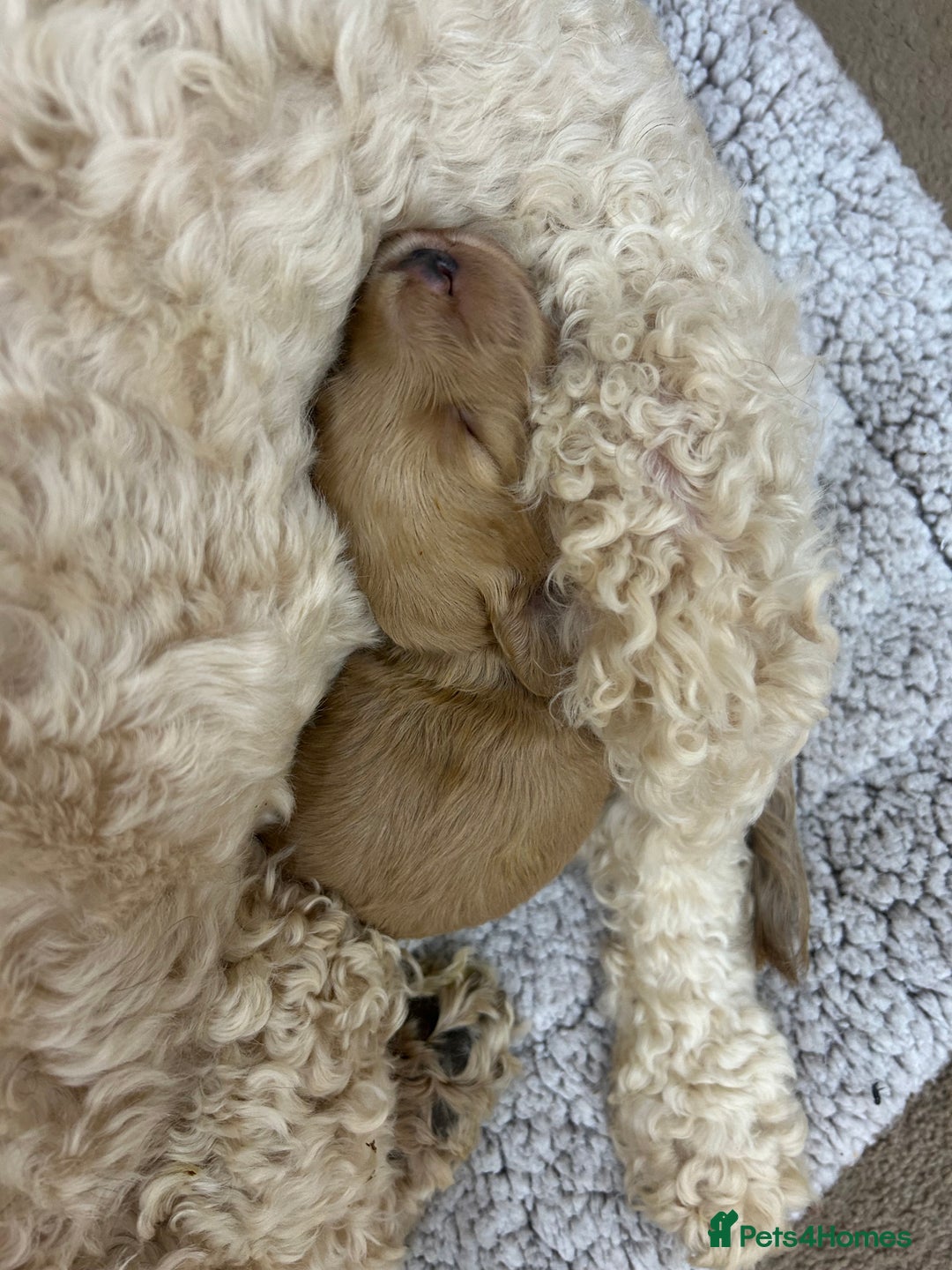 Cockapoo dogs for sale: Gorgeous cockapoo pup!  - Advert 3