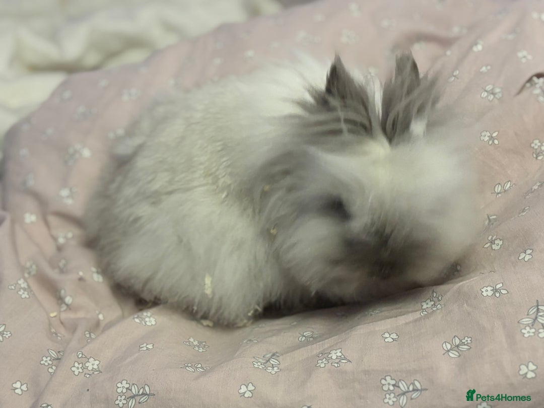 Lionhead rabbits for sale: Darling Lionhead wanting home to call her own  - Advert 4