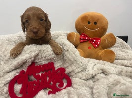 Cockapoo dogs ADORABLE COCKAPOO PUPPIES - Advert 4