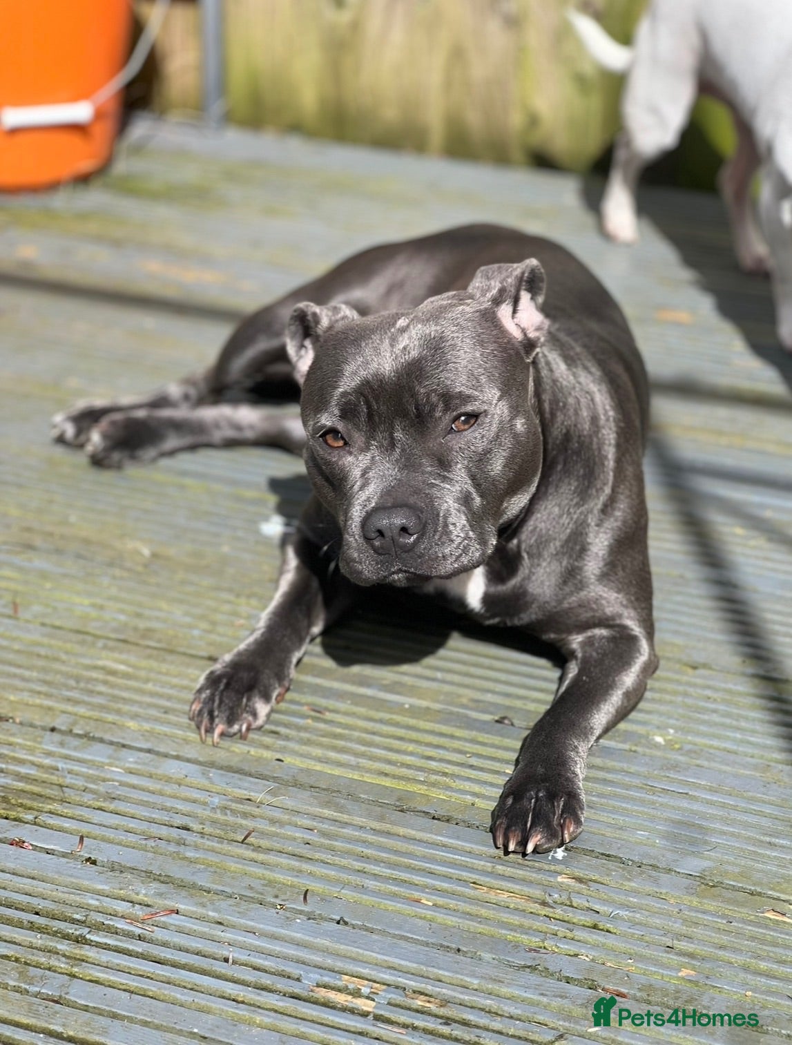 Staffordshire Bull Terrier dogs Stunning KC reg Staffordshire Bull Terrier - Advert 1
