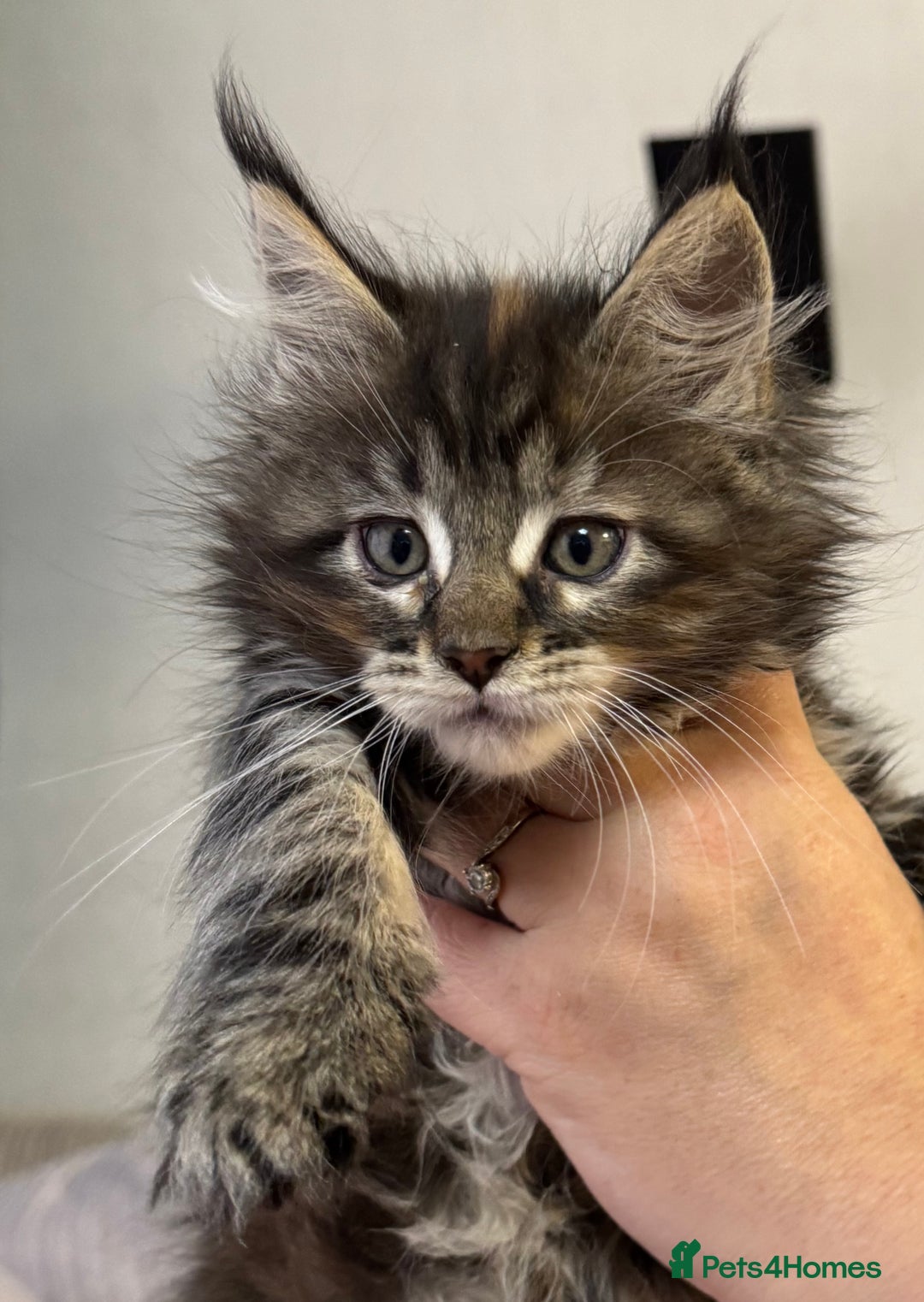 Maine Coon cats for sale: Adorable pedigree Maine coon kittens - Advert 34