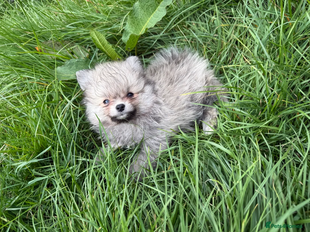 Pomeranian dogs for sale: Beautiful friendly and playful puppys pomeranians - Advert 2