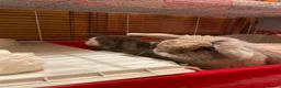 Mini Lop rabbits for sale: Mini lops to be rehomed in Buckie - Advert 8
