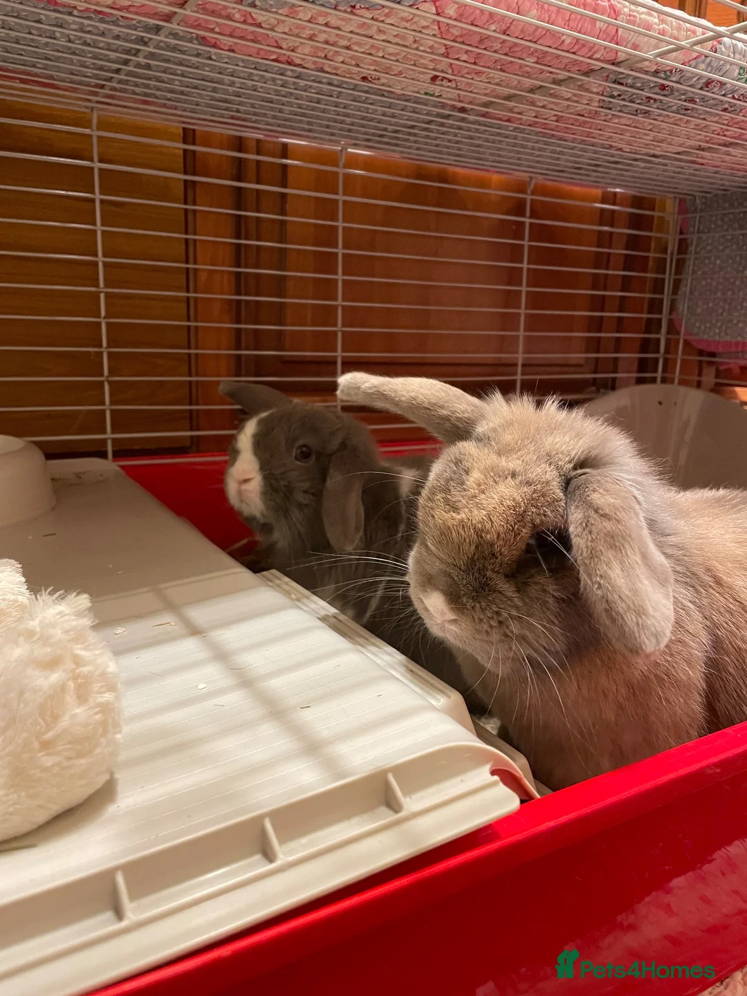 Mini Lop rabbits for sale: Mini lops to be rehomed in Buckie - Advert 8
