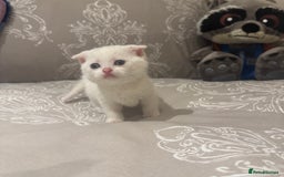 Scottish Fold cats for sale: Scottish Fold White Kittens - Image 4