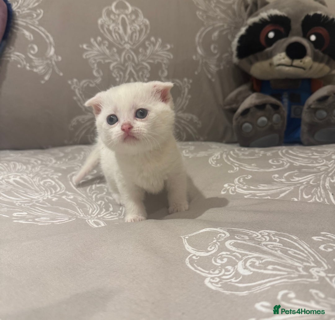 Scottish Fold cats for sale: Scottish Fold White Kittens - Image 4