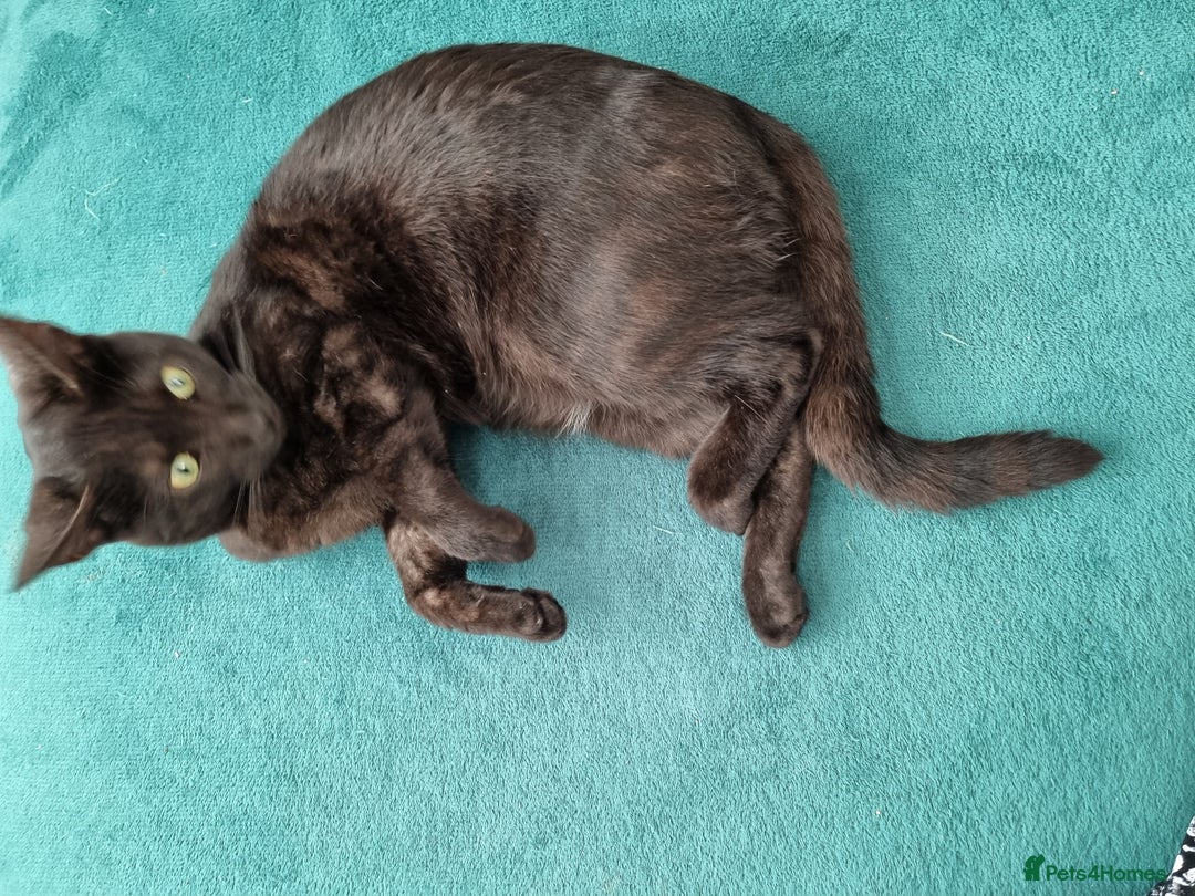 Bengal cats for sale: Black bengal - Image 3