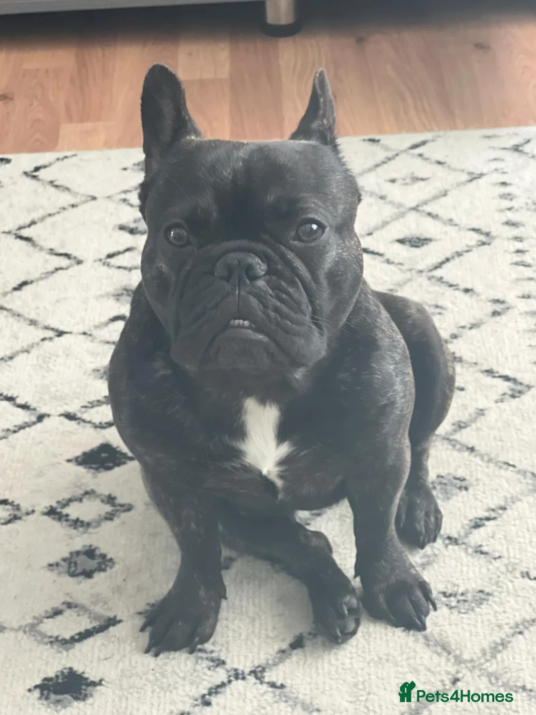 French Bulldog dogs for sale: Fluffy Frenchie  - Advert 3