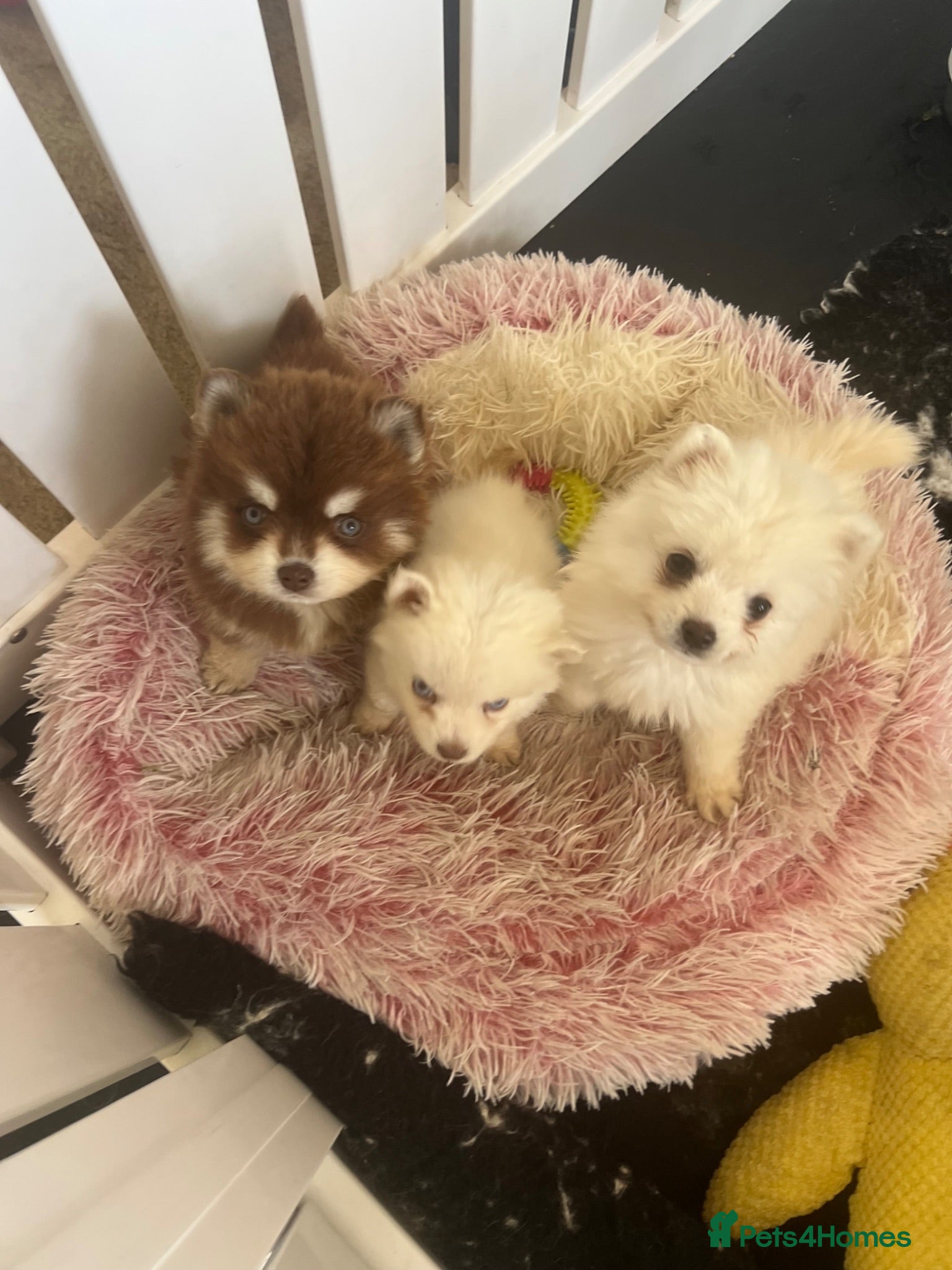 Pomsky dogs Pomsky puppies  - Advert 13