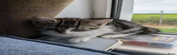 Mixed Breed cats for sale: 1 male and 3 female kittens  - Advert 4