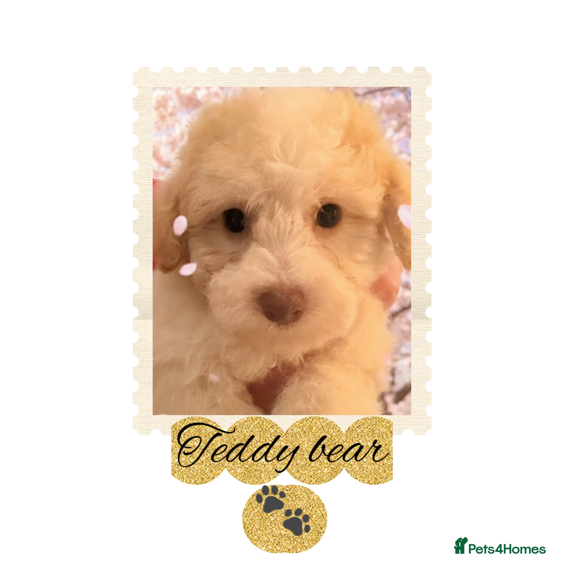 Cavapoo dogs Stunning  tiny toy cavapoos READY NOW 🐾♥️🐾 - Advert 2