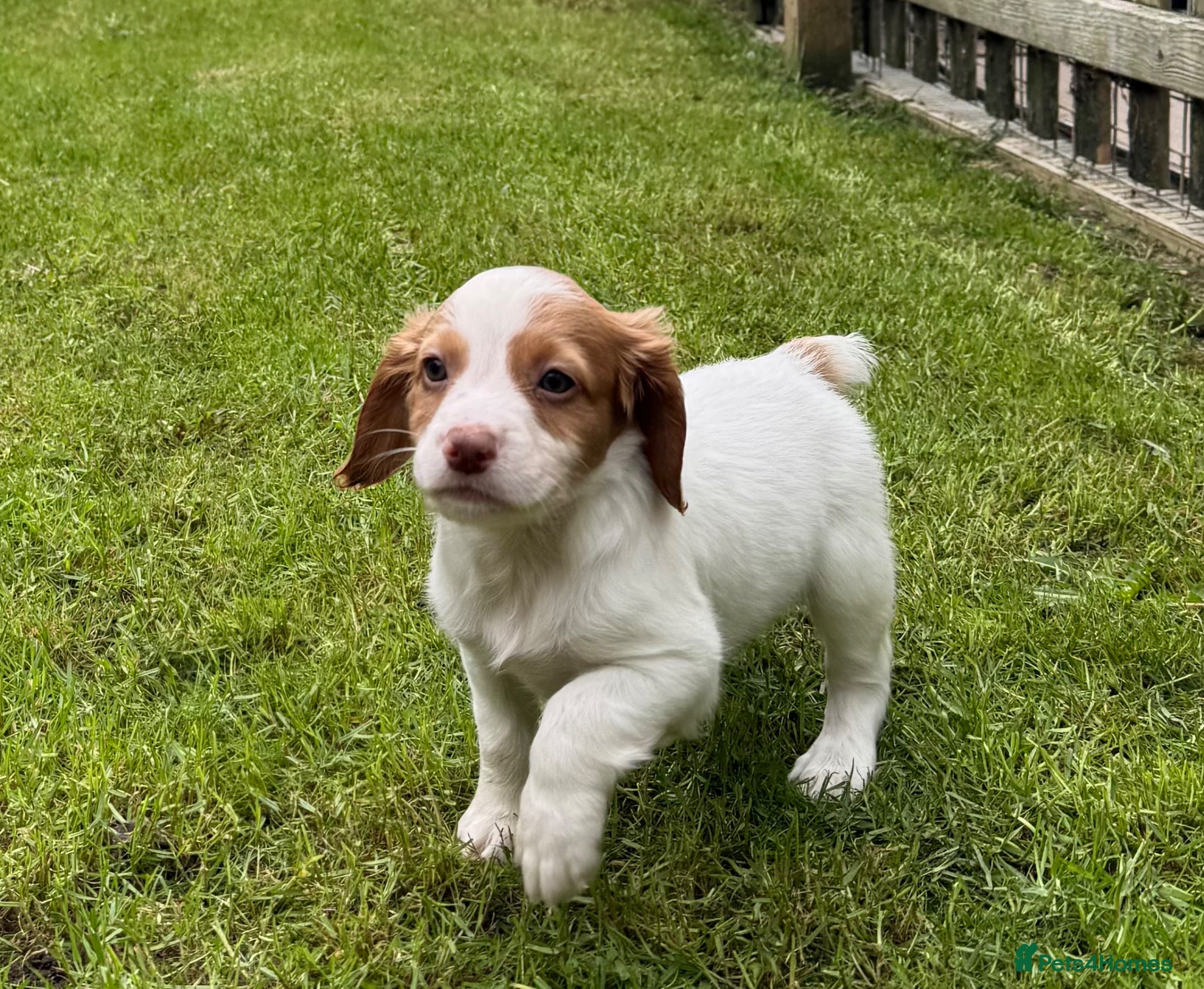 Cocker Spaniel dogs Working cocker spaniels - Advert 1