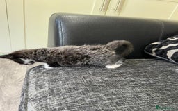 Mixed Breed cats for sale: 1x Boy and 1x Girl Kitten For Sale - Image 11