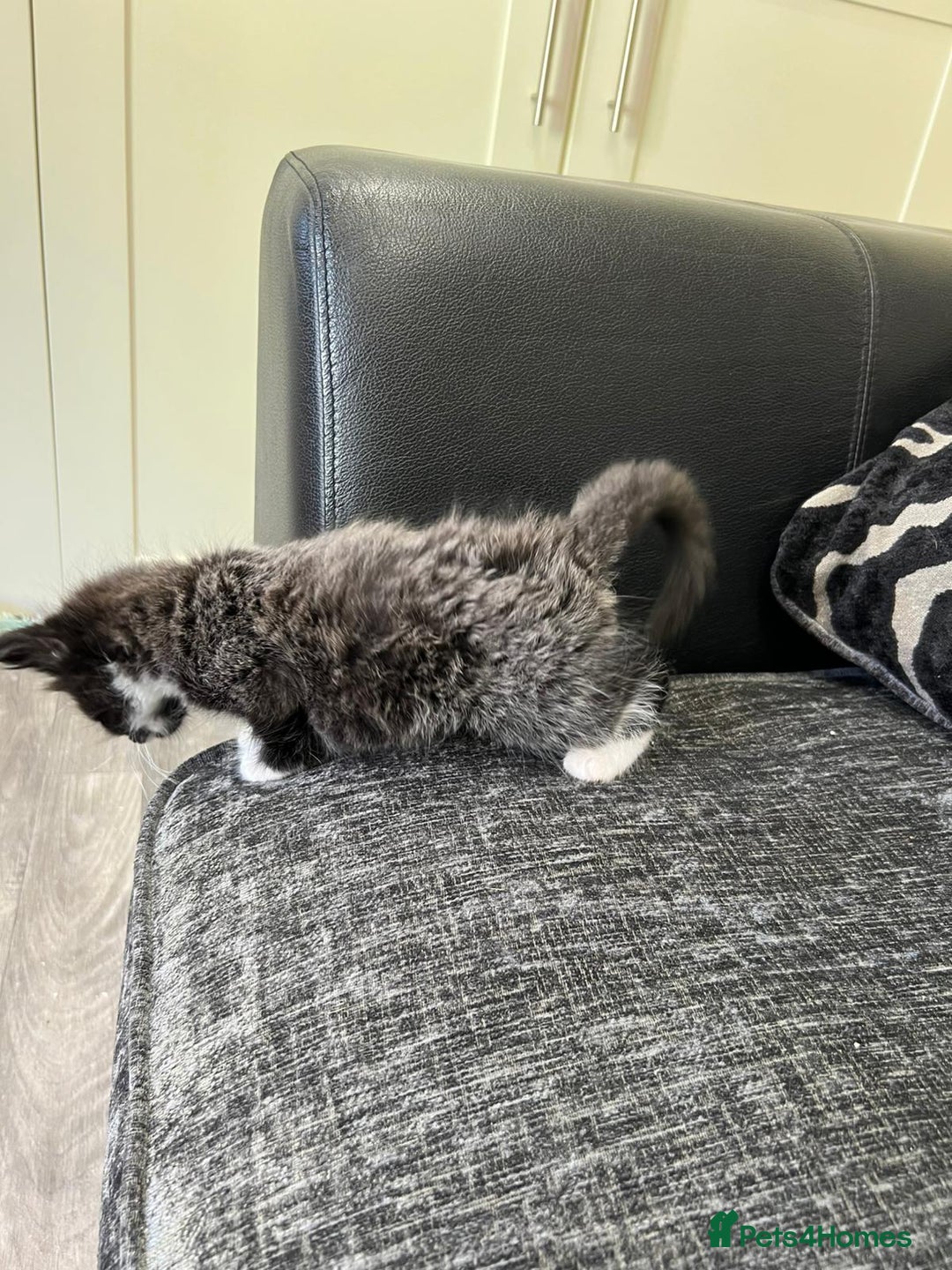 Mixed Breed cats for sale: 1x Boy and 1x Girl Kitten For Sale - Image 11