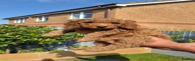 Cockapoo 1