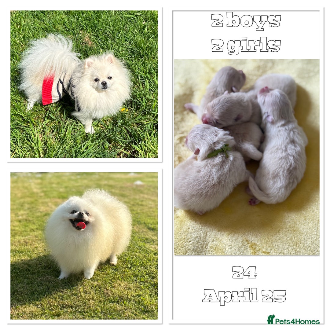 Pomeranian dogs for sale: Absolutely stunning optic white boys - Image 7