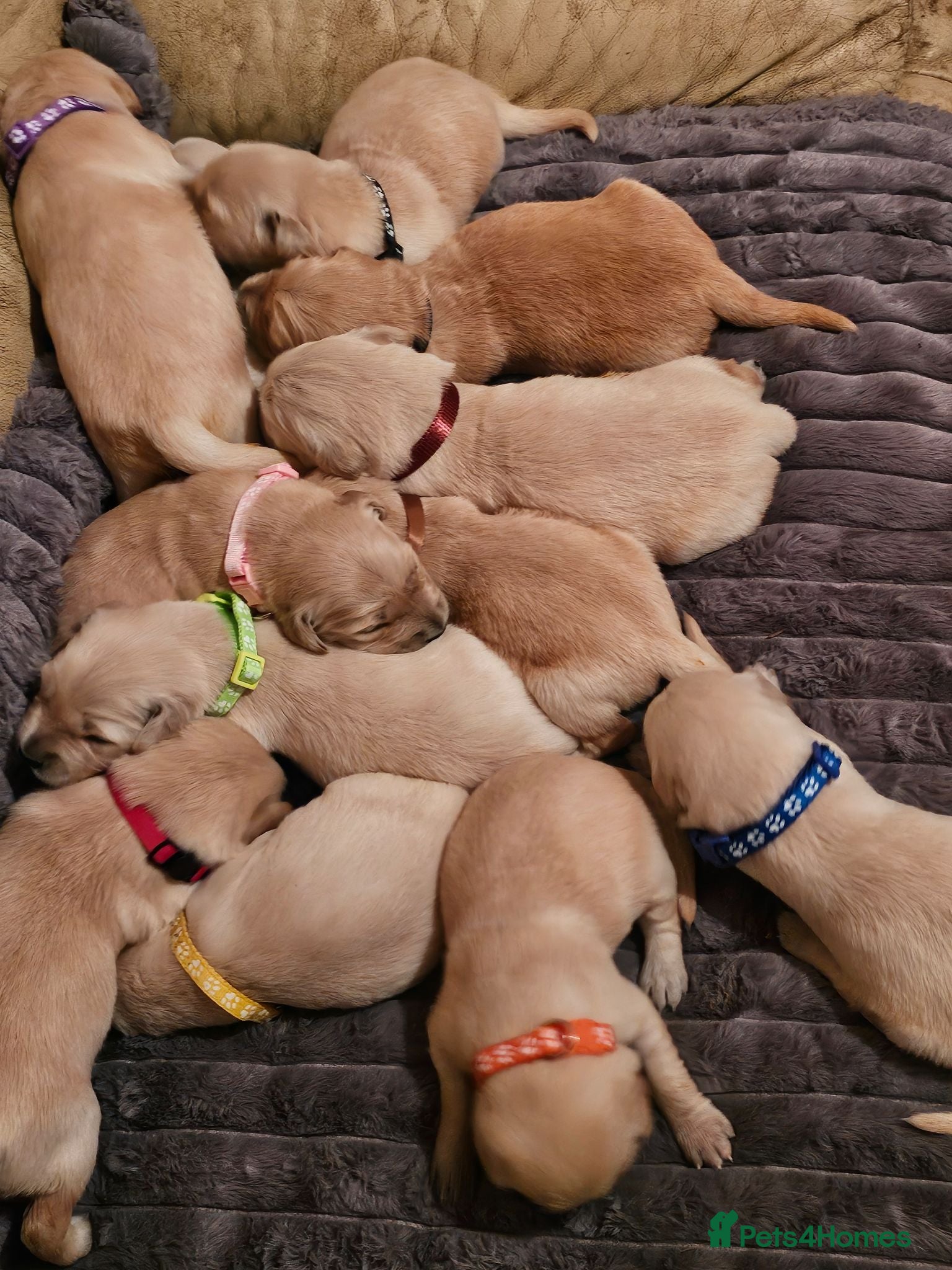 Golden Retriever dogs Golden Retriever puppys in Harrow London  - Advert 2