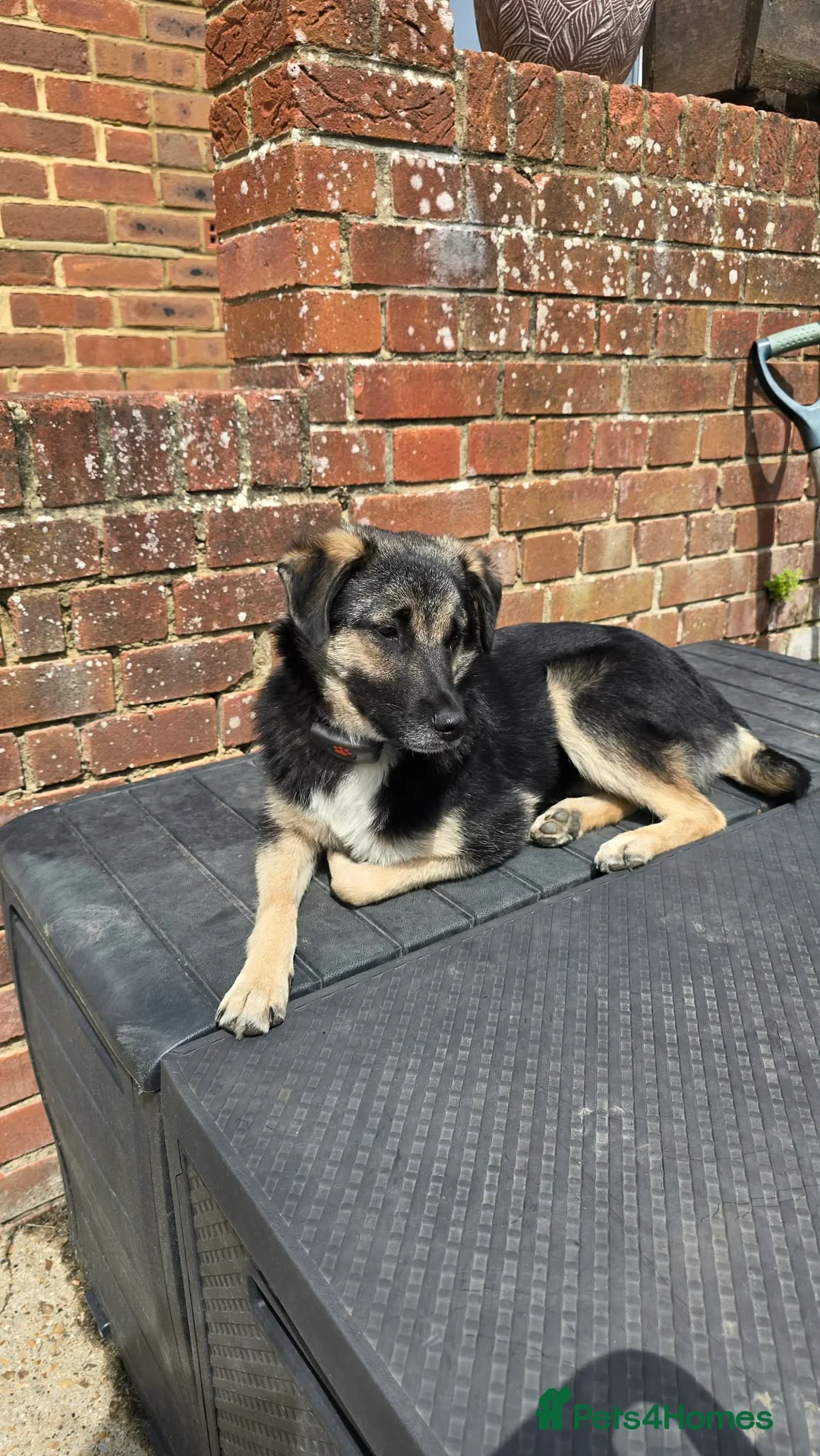 Mixed Breed dogs for adoption: Rocky for adoption in Hastings - Advert 2