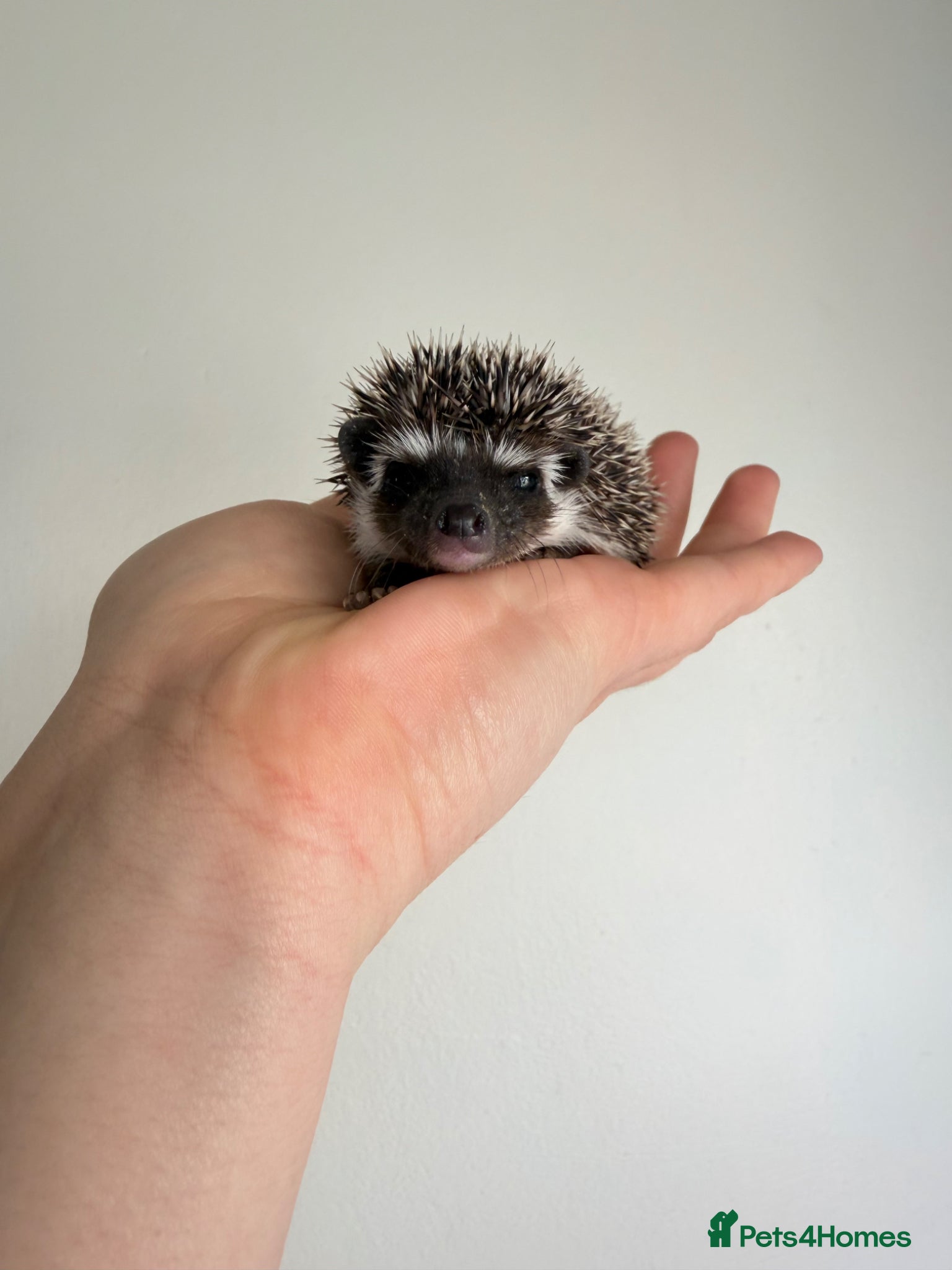 Pygmy Hedgehog rodents African Pygmy hedgehogs 1 female left.  - Advert 15