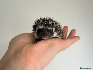 Pygmy Hedgehog rodents African Pygmy hedgehogs 1 female left. - Advert 15