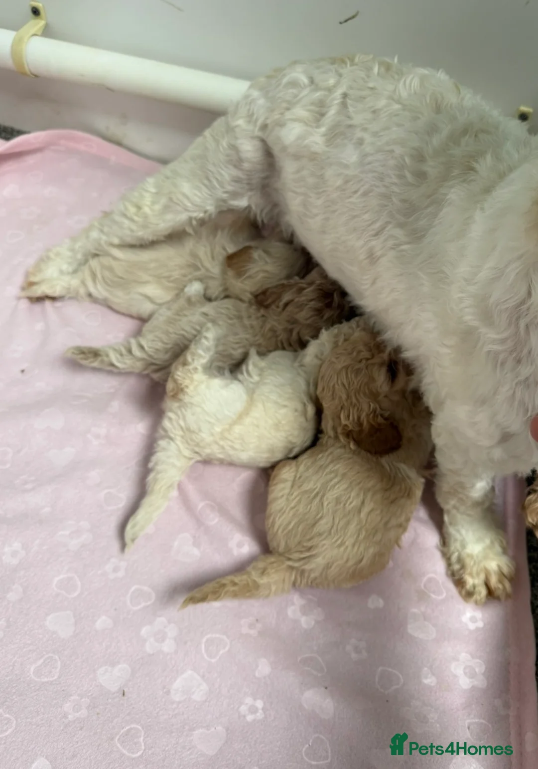 Cavachon dogs for sale: Beautiful F1B Cavapoochons  - Advert 2