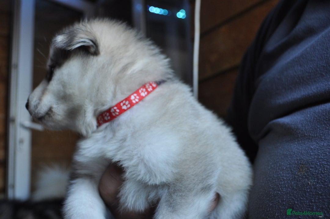 Alaskan Malamute dogs for sale: Alaskan Malamute Puppies - Advert 39