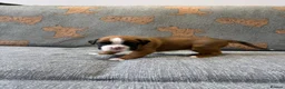 Boxer dogs for sale: Beautiful, KC registerd boxer puppies for sale in Canvey Island - Advert 20