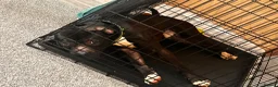 Mixed Breed dogs for sale: Male dog - Advert 2