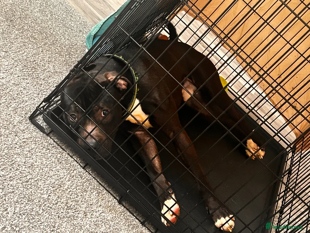 Mixed Breed dogs for sale: Male dog - Advert 2