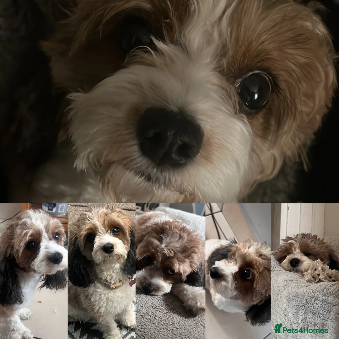 Cavapoo dogs for sale: F1B Cavapoo Puppies for Sale 🐶 in Southampton - Advert 23
