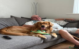 Golden Retriever dogs for stud: Proven Golden Retriever Stud | Stunning Dark Coat - Image 6