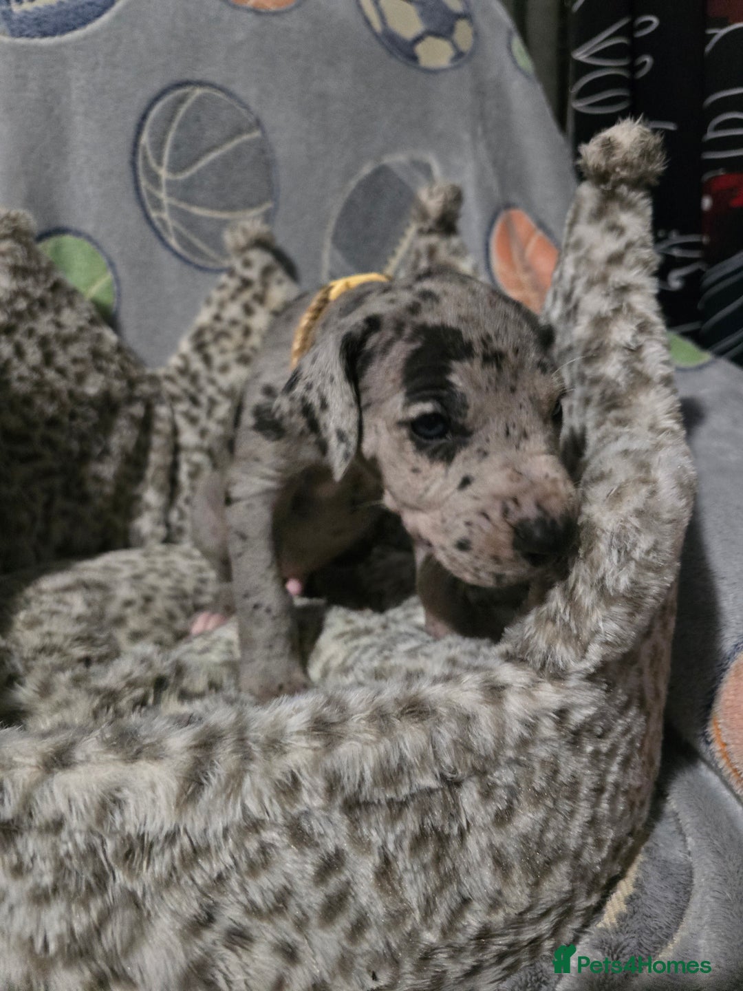 Great Dane dogs for sale: Beautiful great danes - Advert 6