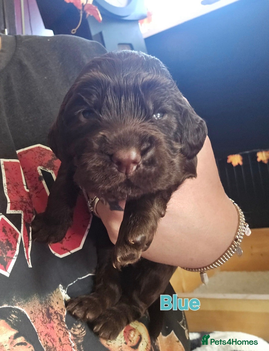 Cocker Spaniel dogs for sale: Cocker spaniel puppies - Image 10