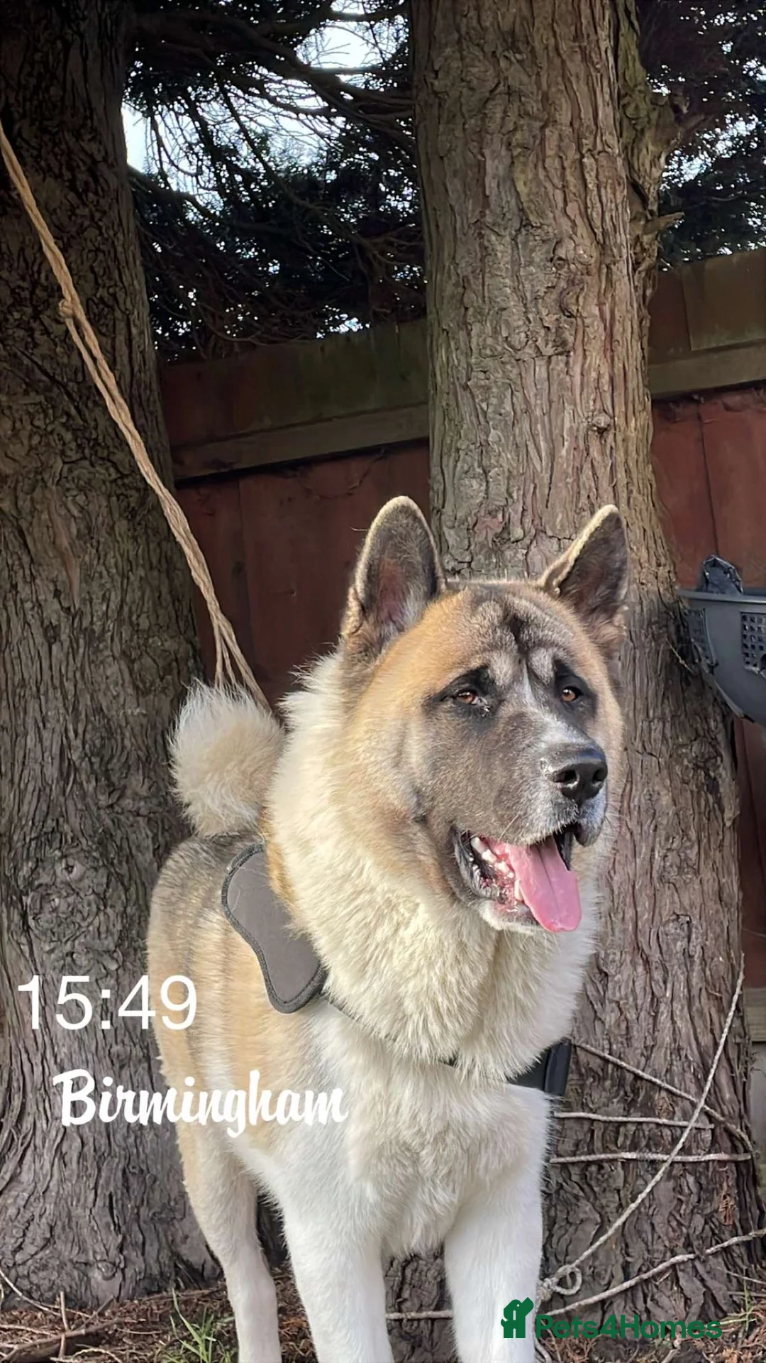 Akita dogs for stud: Ceaser the American Akita Ready for Stud - Advert 1