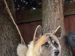 Akita dogs Ceaser the American Akita Ready for Stud - Advert 4