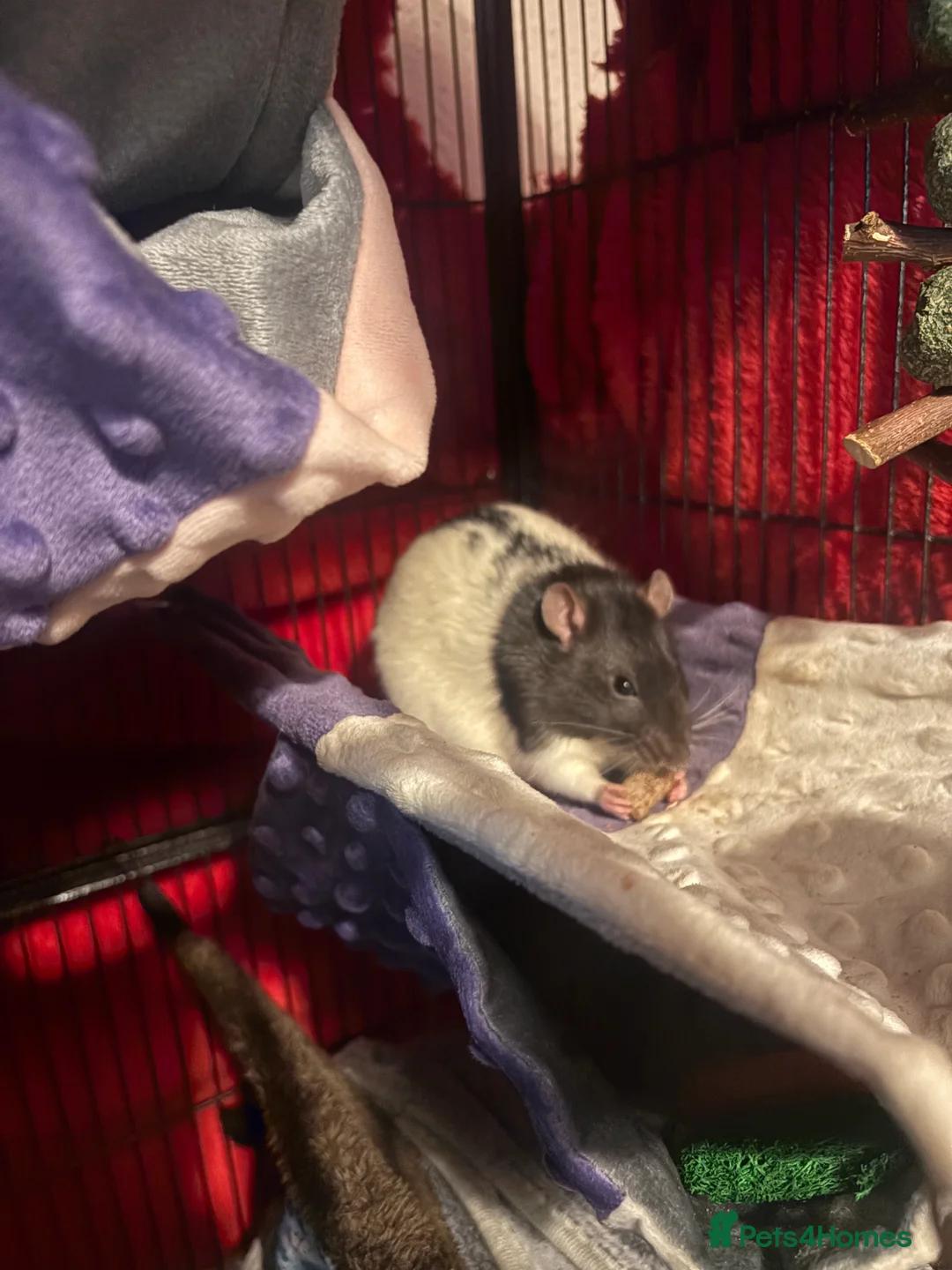 Rat rodents for sale: Luffy and Splinter are looking for a good family - Advert 9