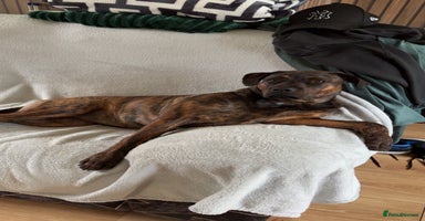 Mixed Breed dogs - Advert 1