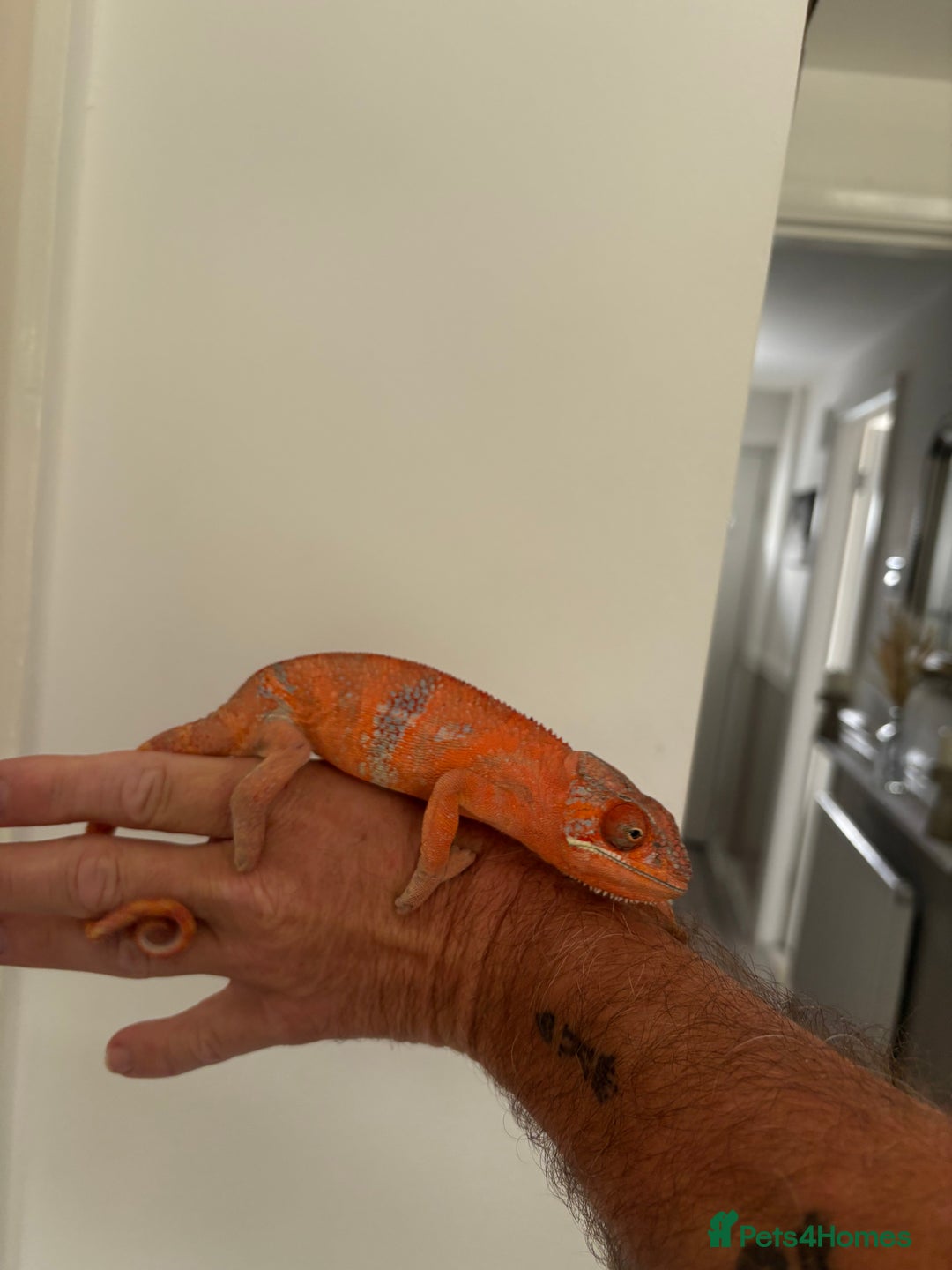 Chameleon reptiles for sale: Female chameleon  - Image 4