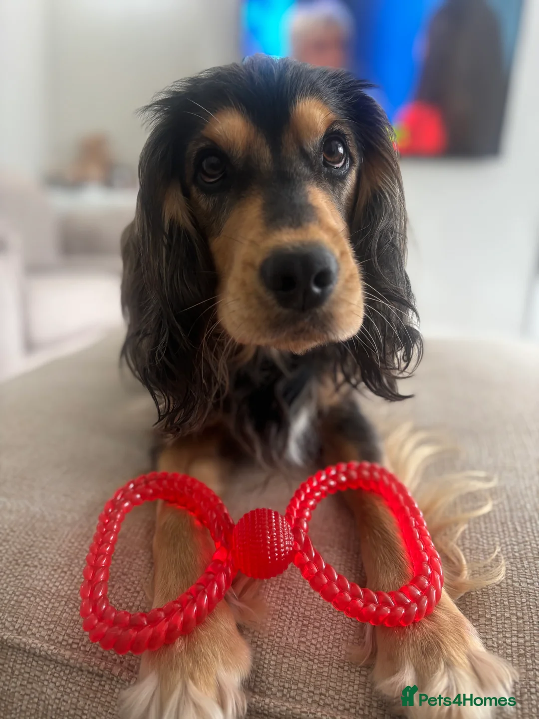 Cockerdor dogs for sale: Hector 2 year old Cockerdor  - Advert 7