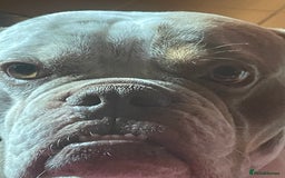 Dorset Olde Tyme Bulldogge dogs for stud: Brock - Image 10