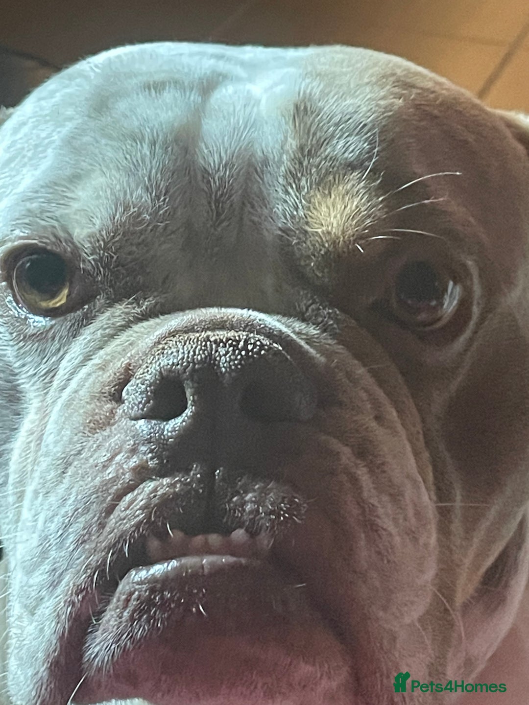 Dorset Olde Tyme Bulldogge dogs for stud: Brock - Image 10