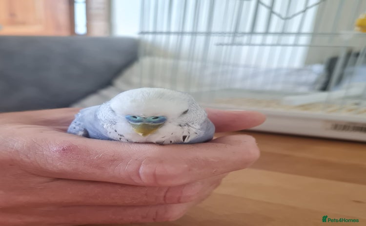 Budgerigars birds - Advert 11