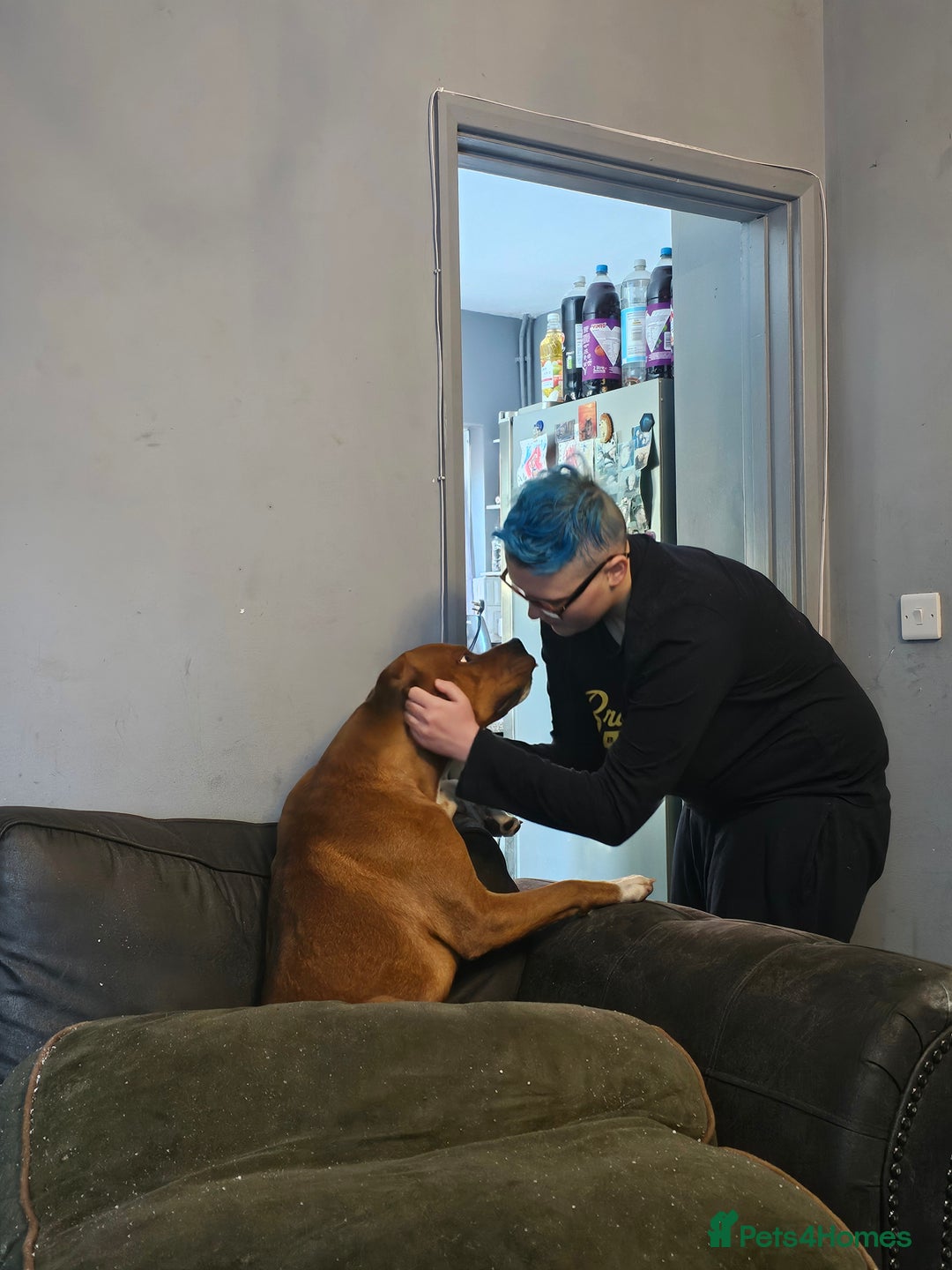 Mixed Breed dogs for sale: Male Staffy  ** tiff x Ridgeback 1 year old - Advert 8