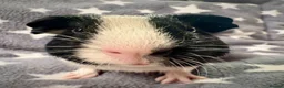 Guinea Pig rodents for sale: A Pair of Adorable Baby Guinea Pigs - Advert 5