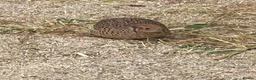 Quail poultry for sale: Japanese painted quail button quail  in Nottingham - Advert 5