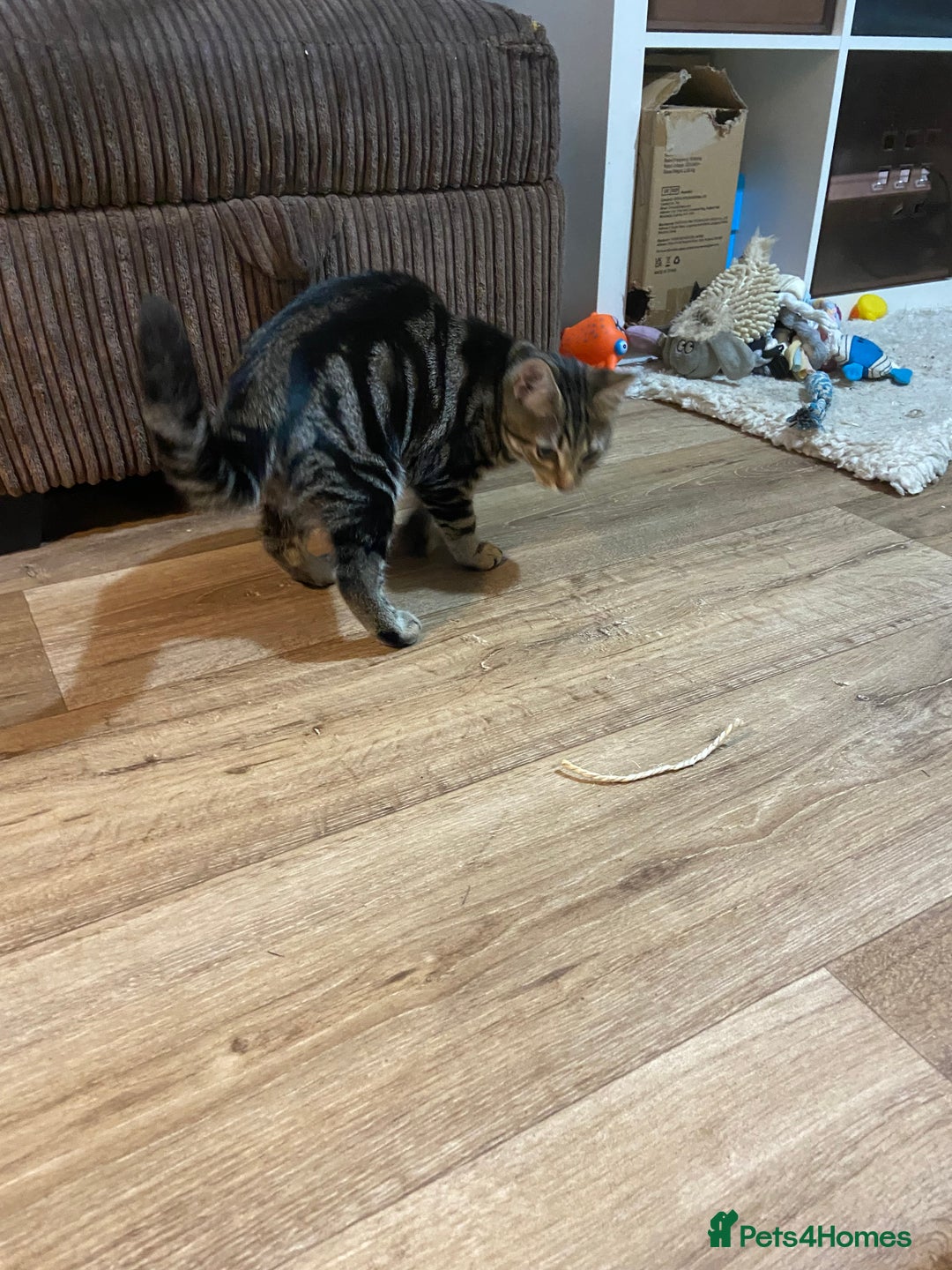 Domestic Shorthair cats for sale: Gorgeous tabby kitten  - Image 10