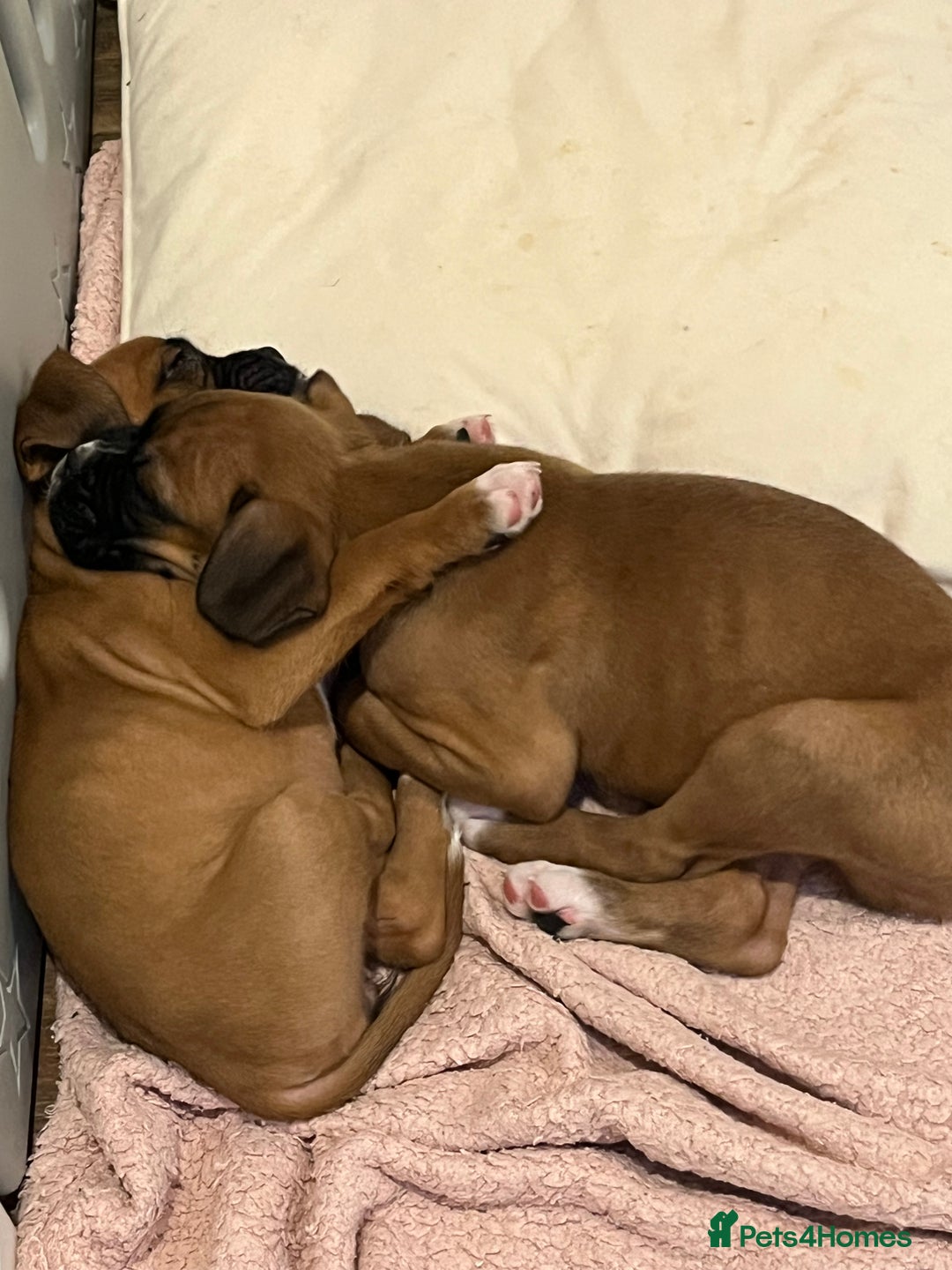 Boxer dogs for sale: Last girl boxer ready for her forever home - Image 2