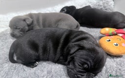 Staffordshire Bull Terrier dogs for sale: Staffordshire bull Terrier CHAMPION BLOODLINE  - Image 10