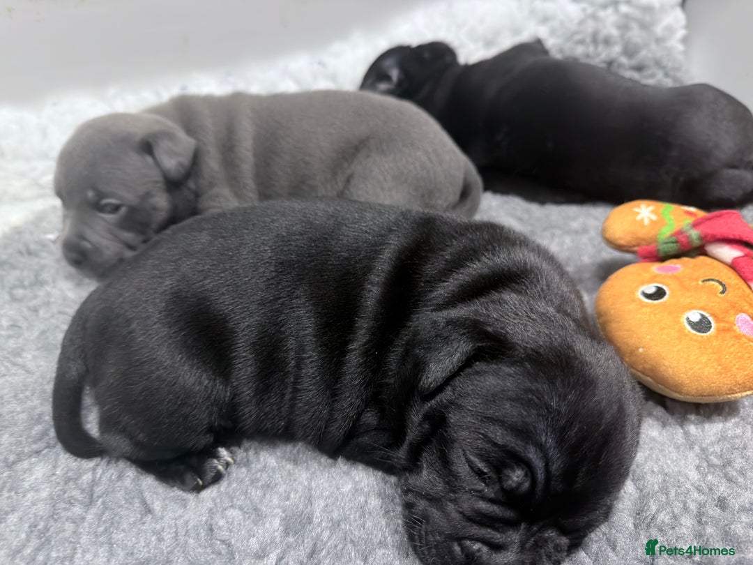 Staffordshire Bull Terrier dogs for sale: Staffordshire bull Terrier CHAMPION BLOODLINE  - Image 10